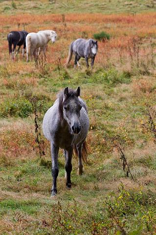 56 Veluwezoom, ijslandse pony.jpg